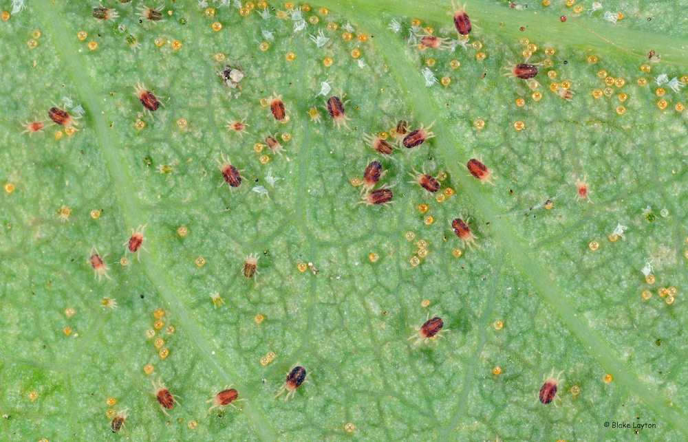 Close up of small red-colored spider mites and round yellow eggs on the underside of a green leaf.